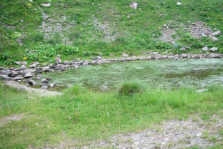 Sparganium angustifolium / Coltellaccio natante